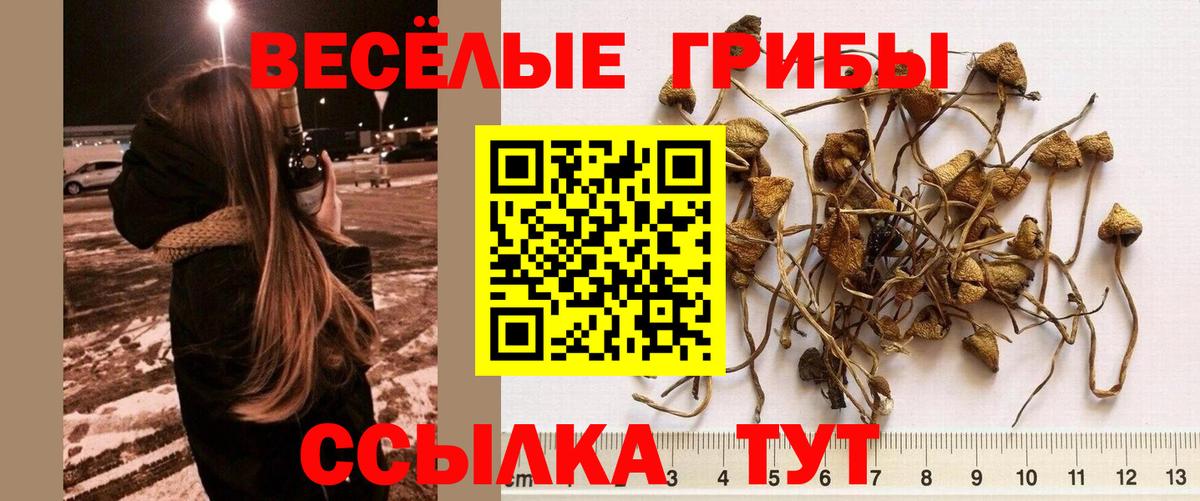 Губкинский  Псилоцибиновые грибы мицелий  купить   Вход с VPN  Галлюциногенные грибы Psilocybe 